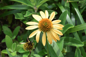 Echinacea 'Matthew Saul'