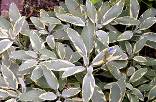 Salvia officinalis 'Berggarten Variegated'