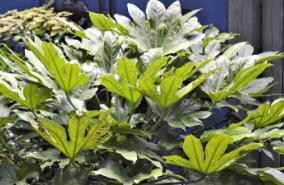 Fatsia japonica