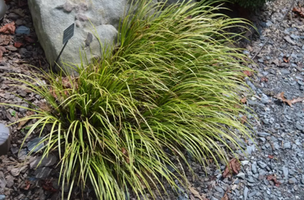 Carex dolichostachya 'Kaga-Nishiki'