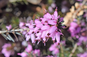 Erica carnea 'Springwood Pink'