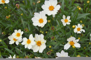 Coreopsis 'Star Cluster'