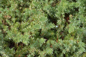 Juniperus conferta ‘Emerald Sea’