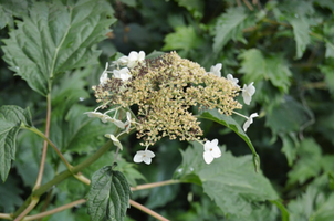 Hydrangea arborescens 'Emerald Lace'