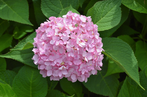 Hydrangea macrophylla 'Bailmer'