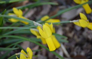 Narcissus 'Rapture'