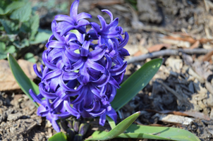 Hyacinthus orientalis 'Peter Stuyvesant'