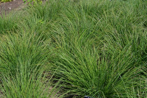 Carex elata