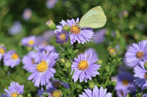 Aster novae-angliae Purple Dome