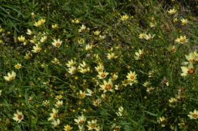 Coreopsis 'Redshift'