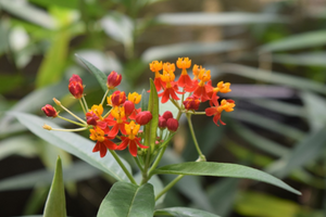 Asclepias curassavica