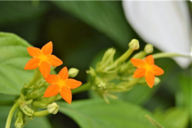 Mussaenda frondosa