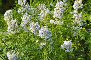 Amsonia hubrichtii