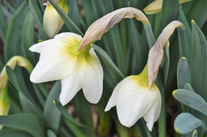 Narcissus 'Frosty Snow'