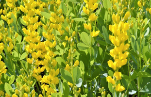 Baptisia sphaerocarpa 'Screamin' Yellow'