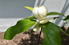 Magnolia virginiana