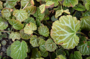 Saxifraga stolonifera