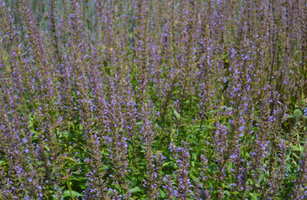 Agastache 'Purple Haze'