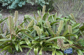 Eucomis comosa 'Sparkling Burgundy'