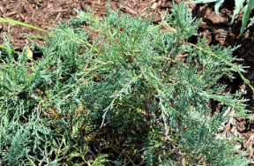 Juniperus virginiana 'Grey Owl'