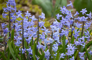 Hyacinthus orientalis 'Blue Festival'