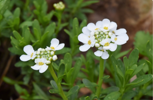 Iberis sempervirens 'Purity'