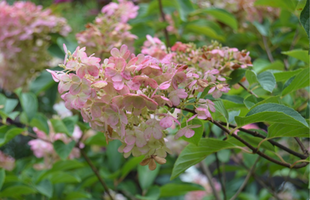 Hydrangea paniculata 'Vanilla Strawberry'