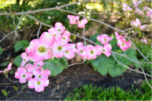 Cornus florida f. rubra