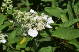 Hydrangea paniculata