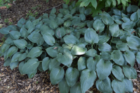 Hosta 'Halcyon'