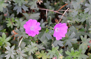 Geranium sanguineum 'Max Frei'