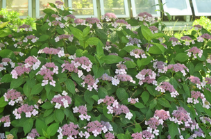 Hydrangea macrophylla 'Mariesii Perfecta'