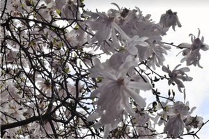 Magnolia stellata 'Centennial'