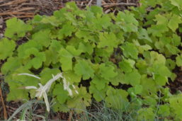 Heuchera 'Citronelle'