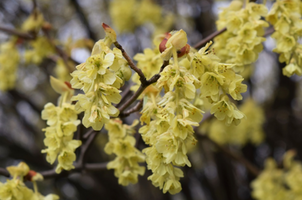 Corylopsis sinensis