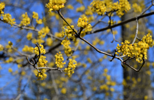 Cornus mas