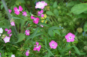 Dianthus 'First Love'