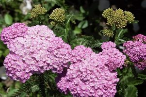 Achillea 'Appleblossom'