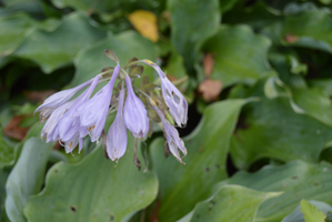 Hosta 'Joy Ride'