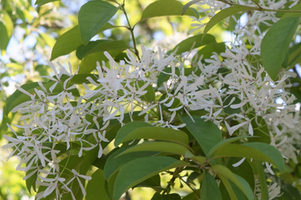 Chionanthus retusus