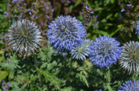 Echinops ritro subsp. ruthenicus 'Platinum Blue'