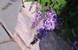 Buddleja 'Lavender Veil'