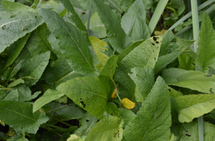 Salvia pratensis