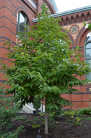 Halesia monticola