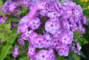 Phlox paniculata 'Laura'