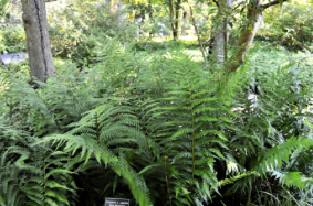 Dryopteris australis