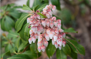 Pieris japonica 'Dorothy Wycoff'