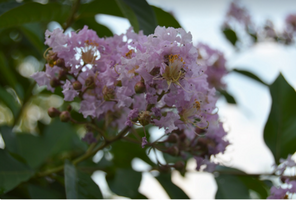 Lagerstroemia indica 'Muskogee'