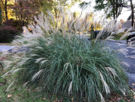 Miscanthus sinensis 'Morning Light'