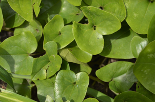 Asarum arifolium